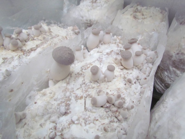 Мицелий Вешенки королевской / Эринги (Pleurotus eryngii) Мицелий Вешенки королевской / Эринги (Pleurotus eryngii)